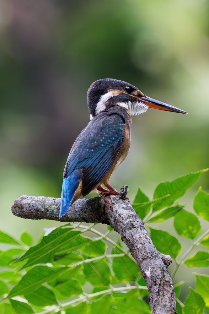 Photograph by Benny Chan