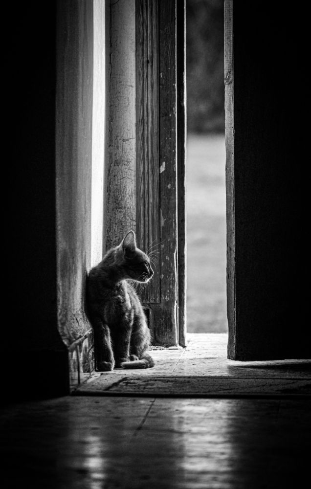 Фотография автора Nafaademmane