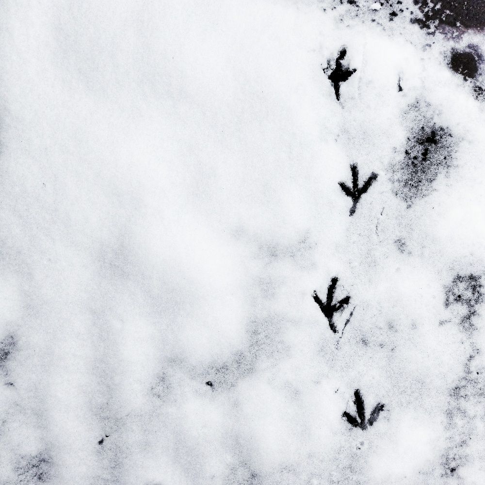 Photograph by Юлия Рытова