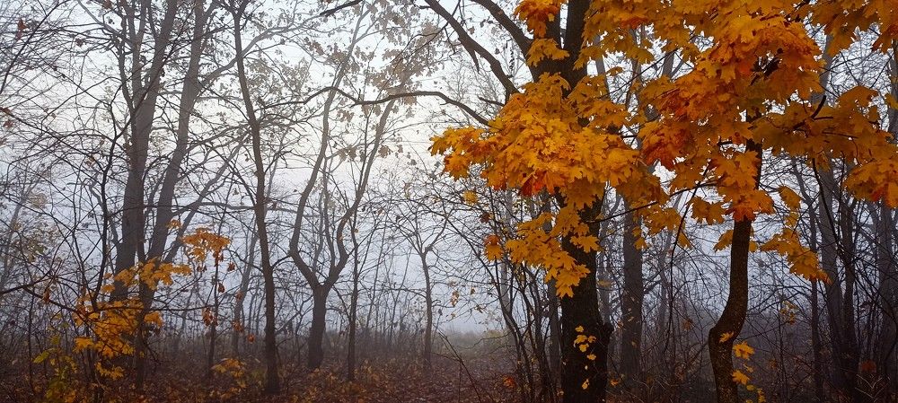 Photograph by Надежда Ржевская