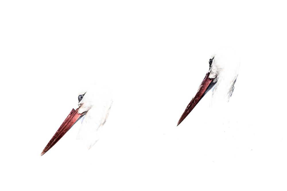 Photograph by Amelia Pardo