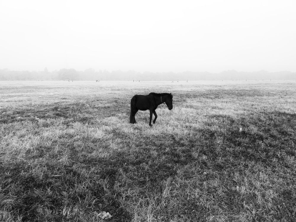 Фотография автора PRADIPTAMOY PAUL