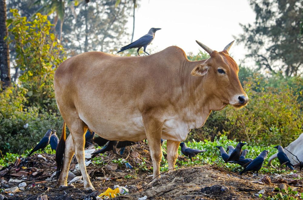 Photograph by Аверина Елена