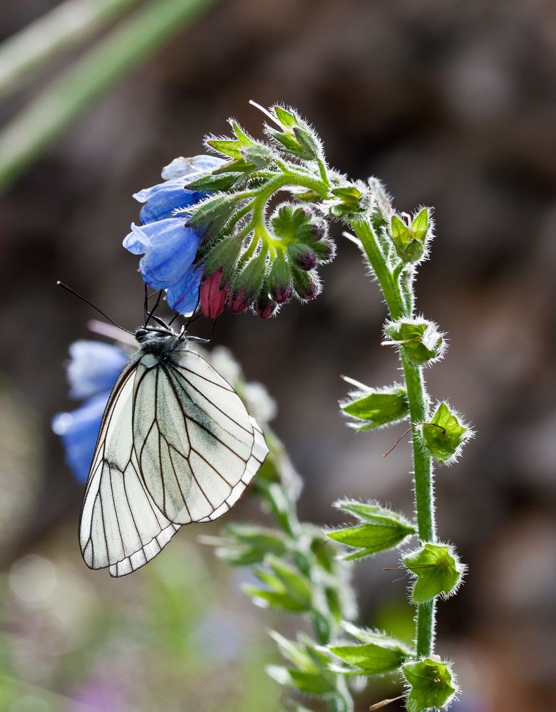 Photograph by Елена Чернова