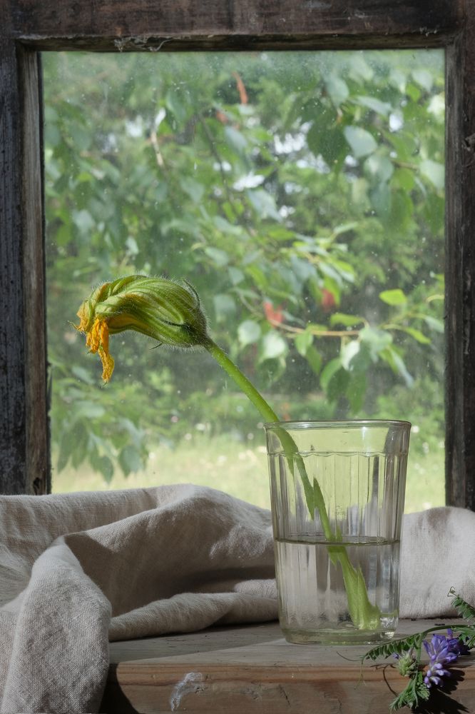 С увядшим цветком тыквы