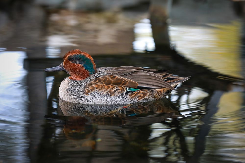 Photograph by Ирина Подгорная