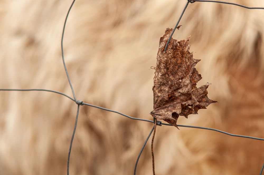 Photograph by Liliia Slobodianiuk