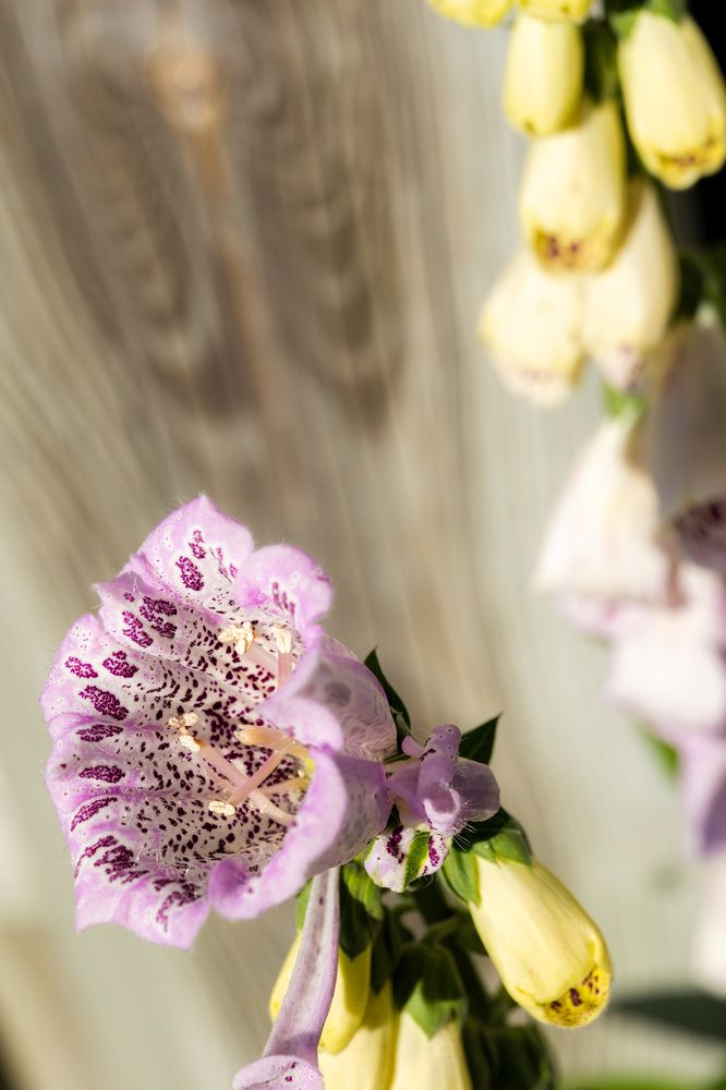 Photograph by Alexandre de Pommereau