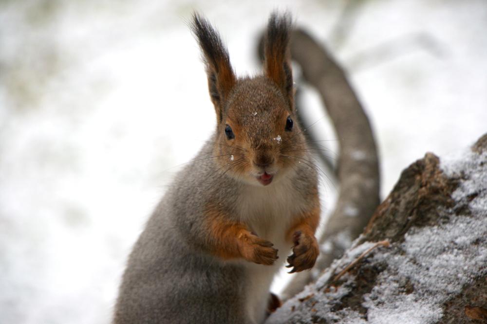 Photograph by Ирина Вассерлауф