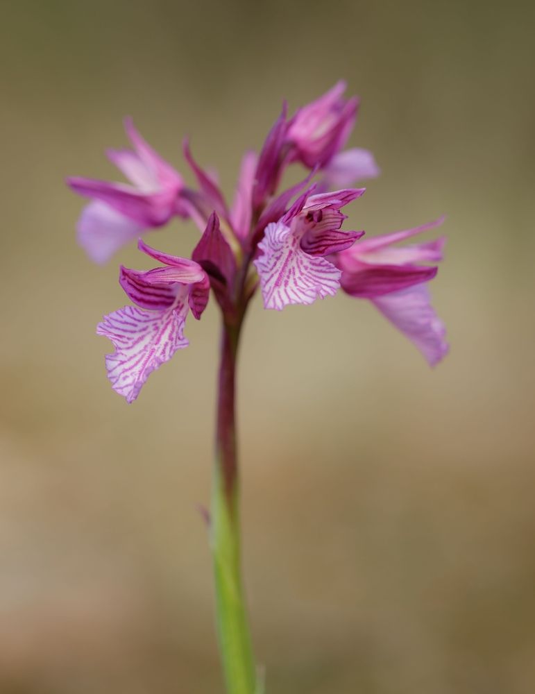 Anacamptis papilionacea ssp. grandiflora