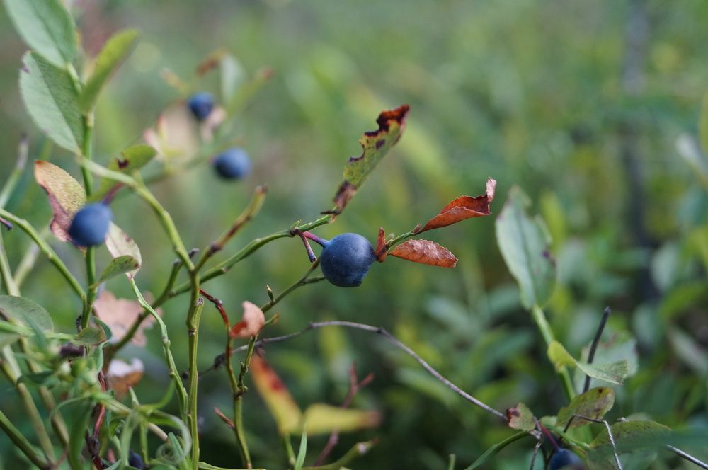 Photograph by Анна Богданова