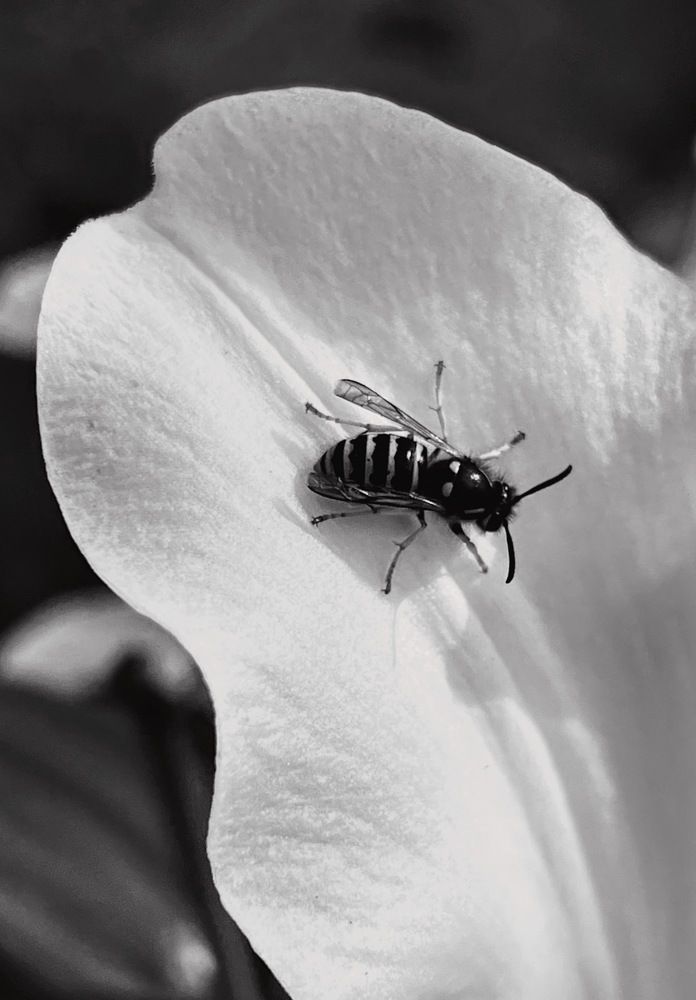 Photograph by Oxana Petlina