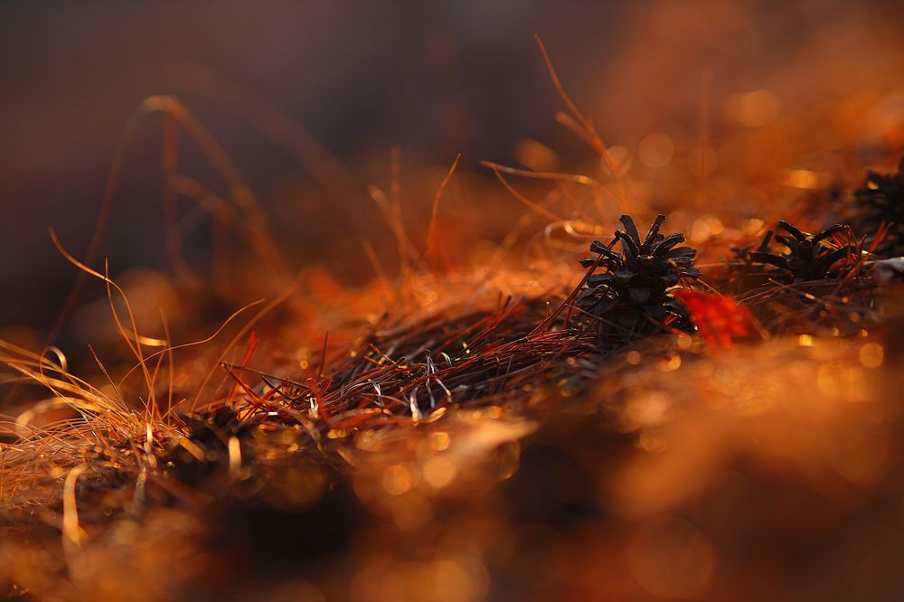 Photograph by Aleksey Maevskiy