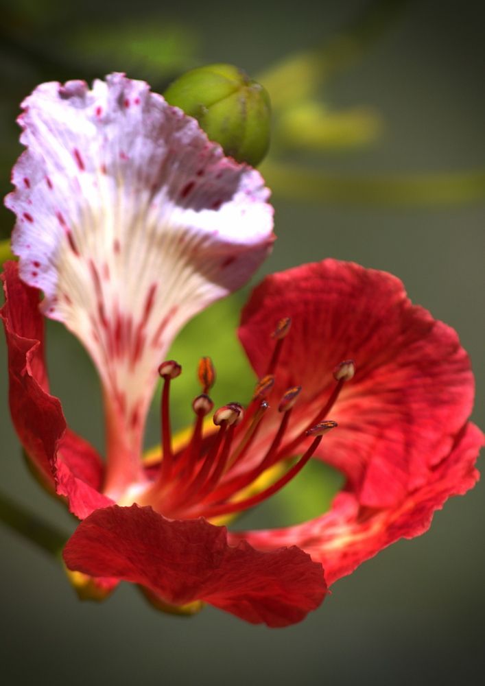 Фотография автора Armando Leonardo Linhares