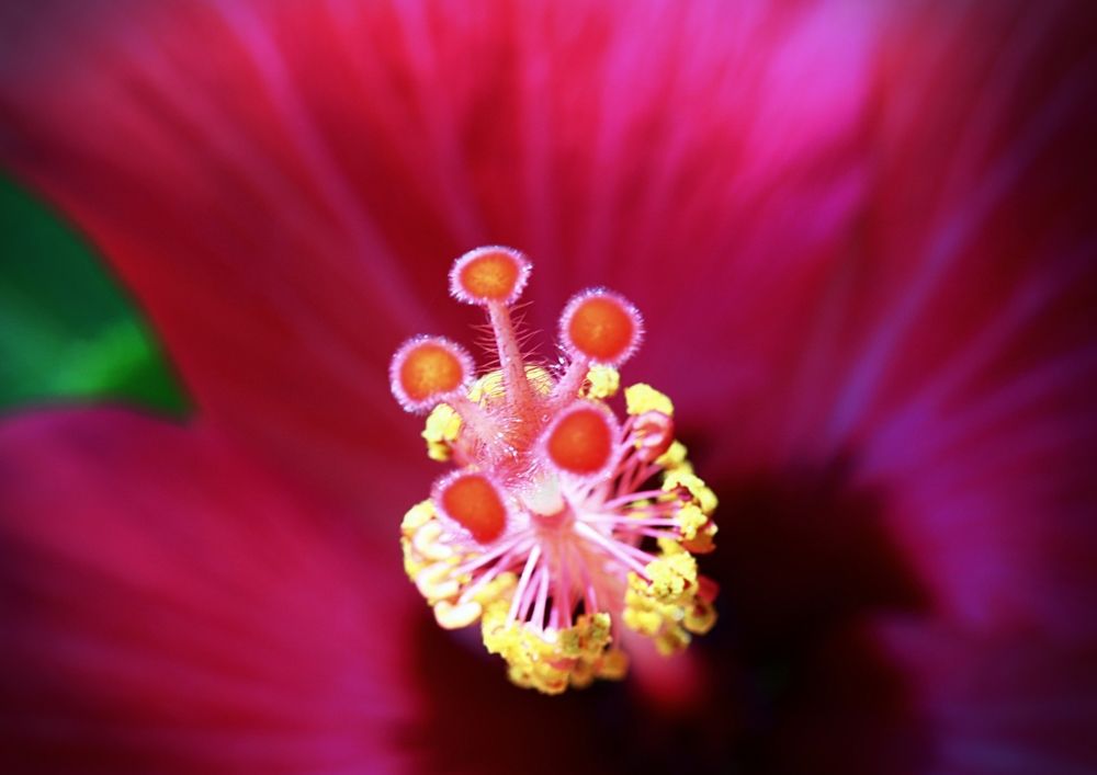 Фотография автора Armando Leonardo Linhares