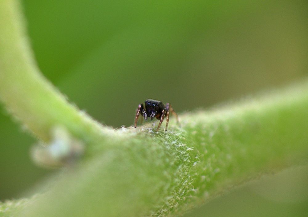 Фотография автора Armando Leonardo Linhares