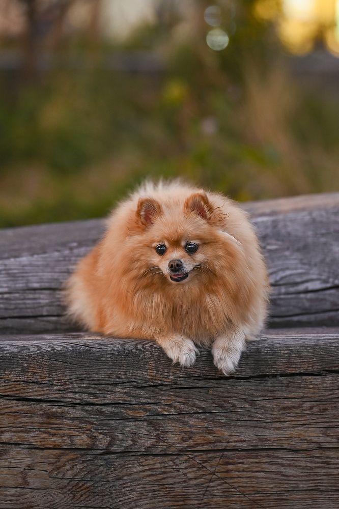 Photograph by Оксана Катаджи