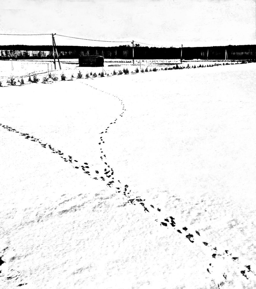 Photograph by Роман Новиков