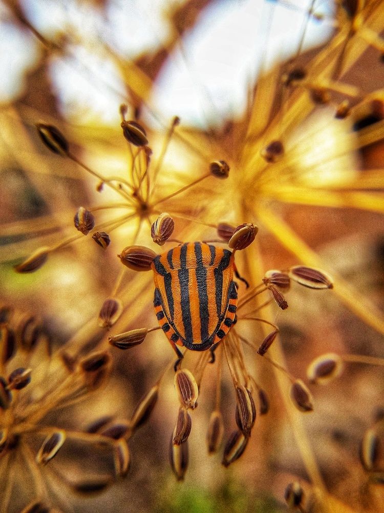 Мастер маскировки