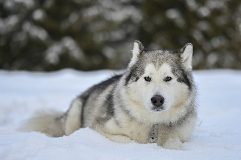 Photograph by Оксана Катаджи