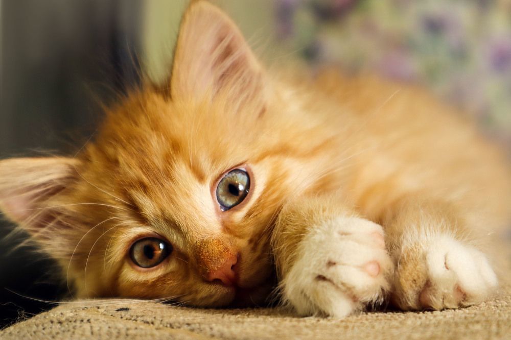 Photograph by Мария Самолевич