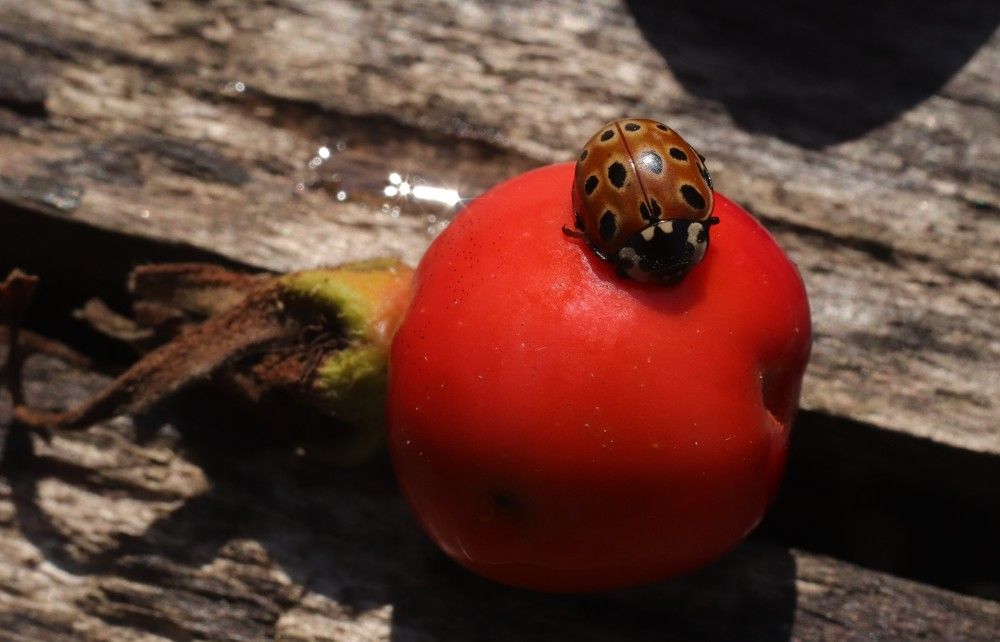 Photograph by Светлана Соколова