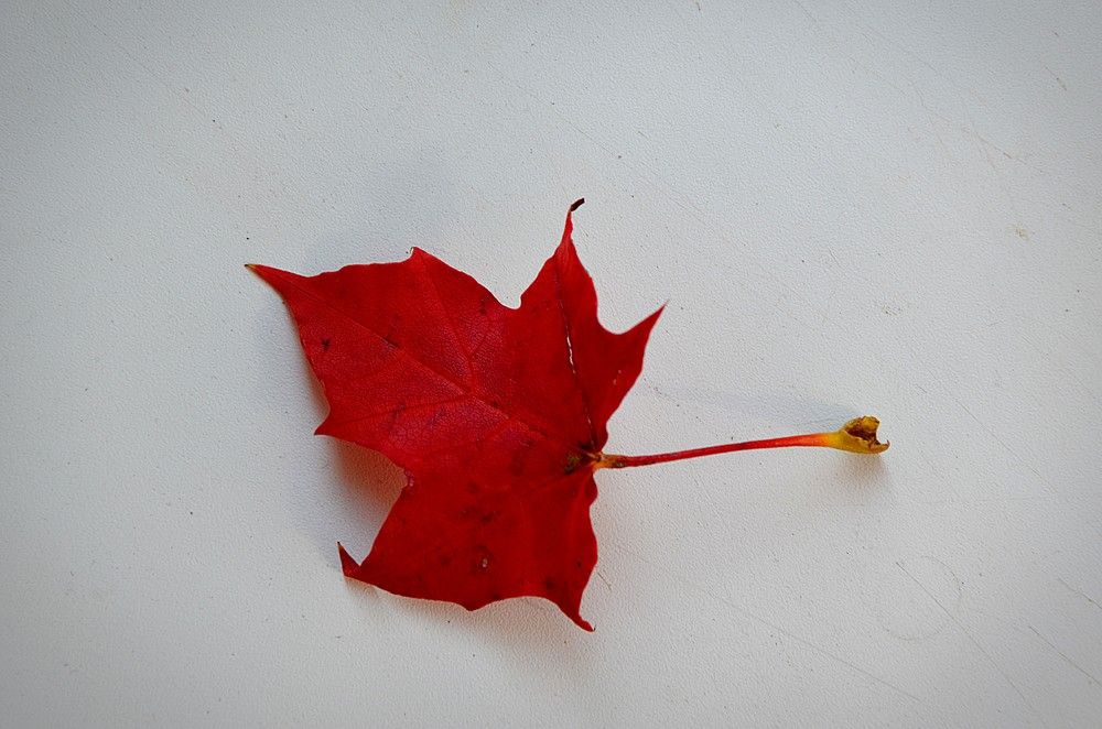 Photograph by Зинаида Фадеева