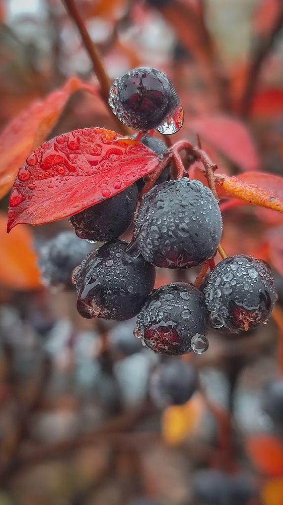 Фотография автора Анастасия Мамаева