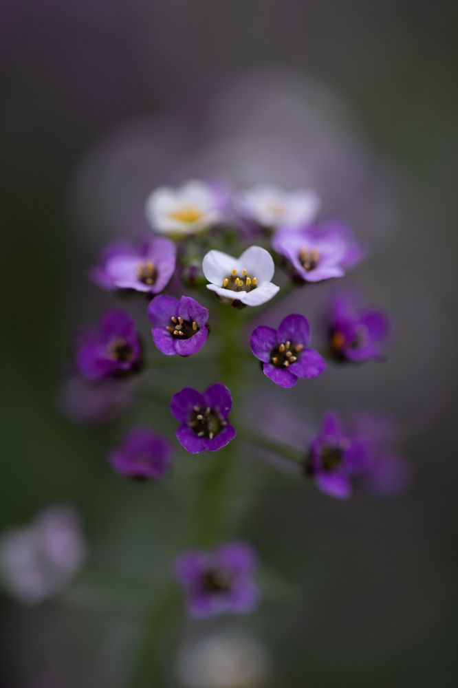 Photograph by Marina Dukhina