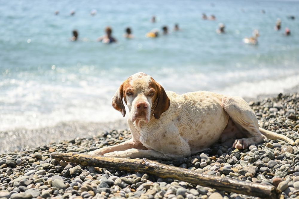 Photograph by Оксана Катаджи