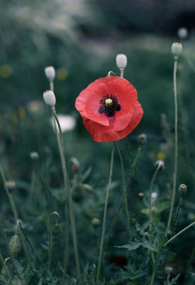 Photograph by Янтарная Елена