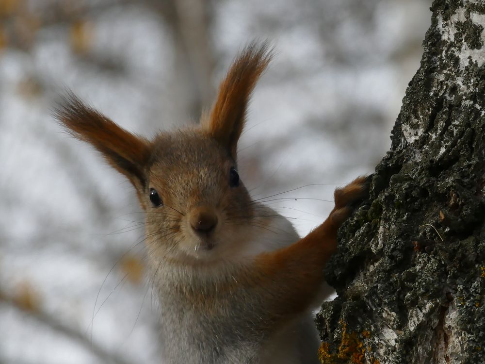 Photograph by Александр Кизим