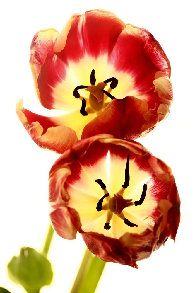 Photograph by Лада Денисова