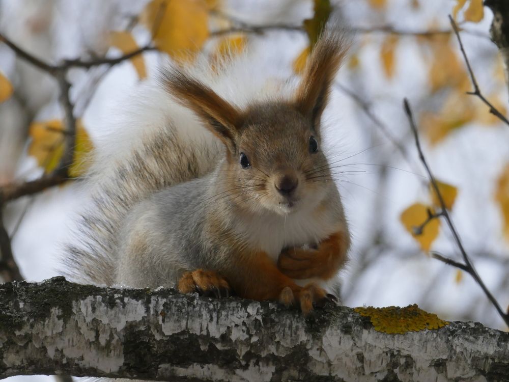 Photograph by Александр Кизим