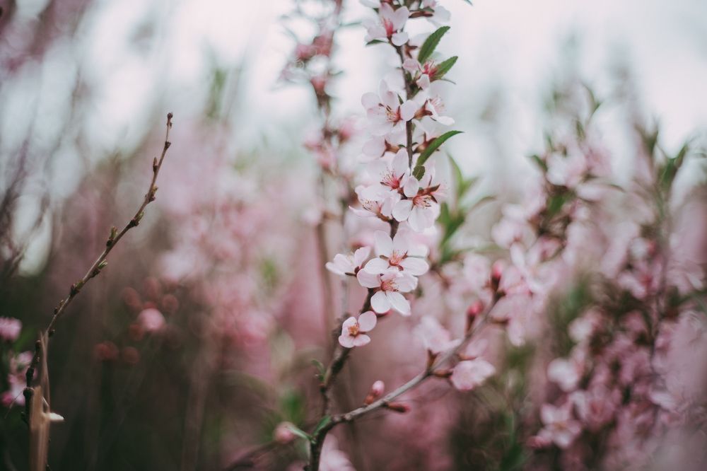 Photograph by Анастасия Исаичева