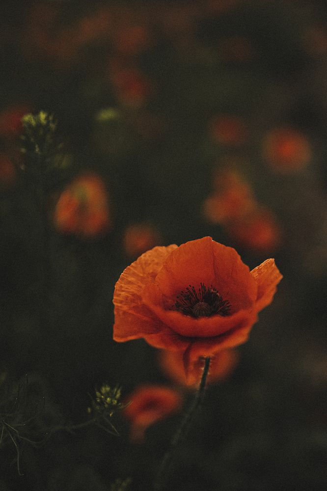 Photograph by Анастасия Исаичева