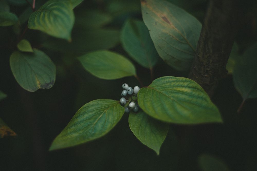 Photograph by Анастасия Исаичева