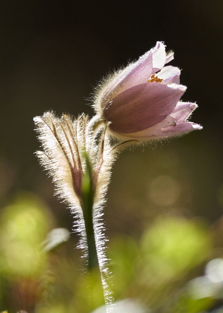 Photograph by Victor Krachkovsky