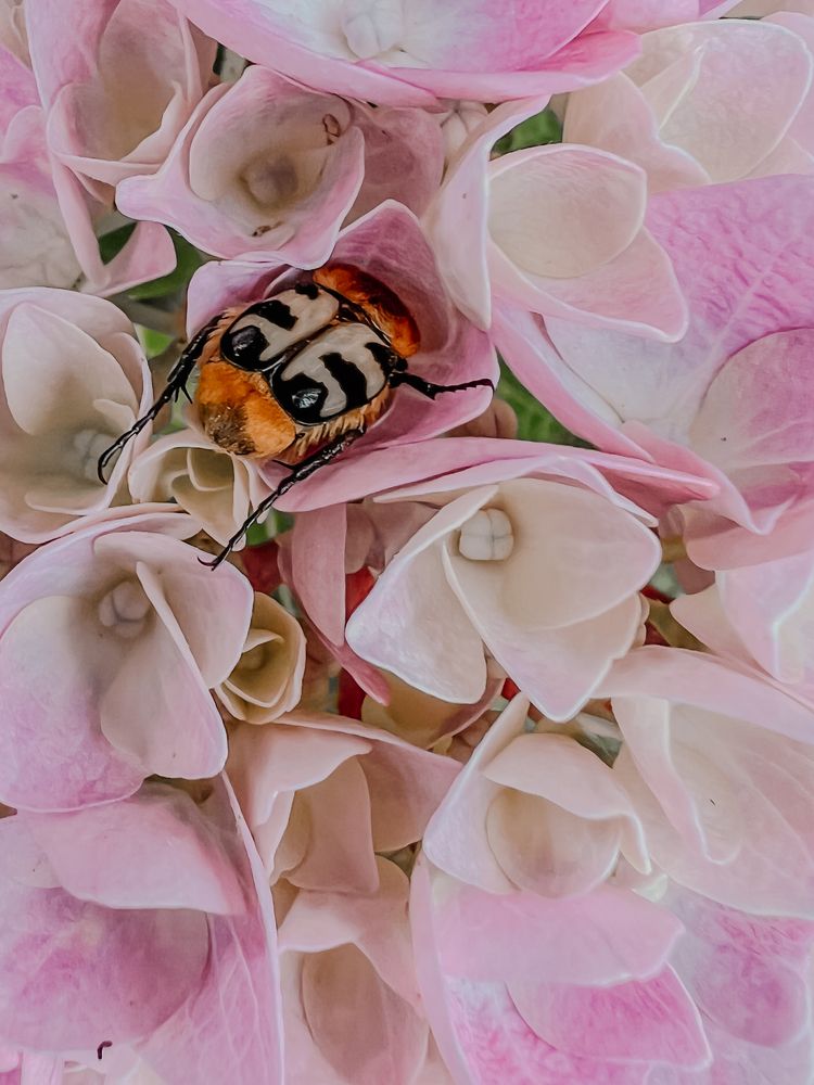 Photograph by Ganna Lobodenko