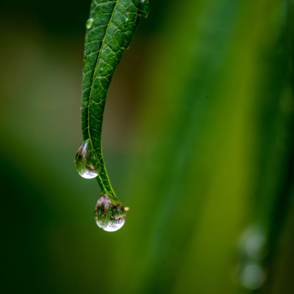 Фотография автора Дмитрий Referee