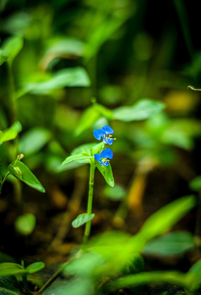 Photograph by Glorius Delima