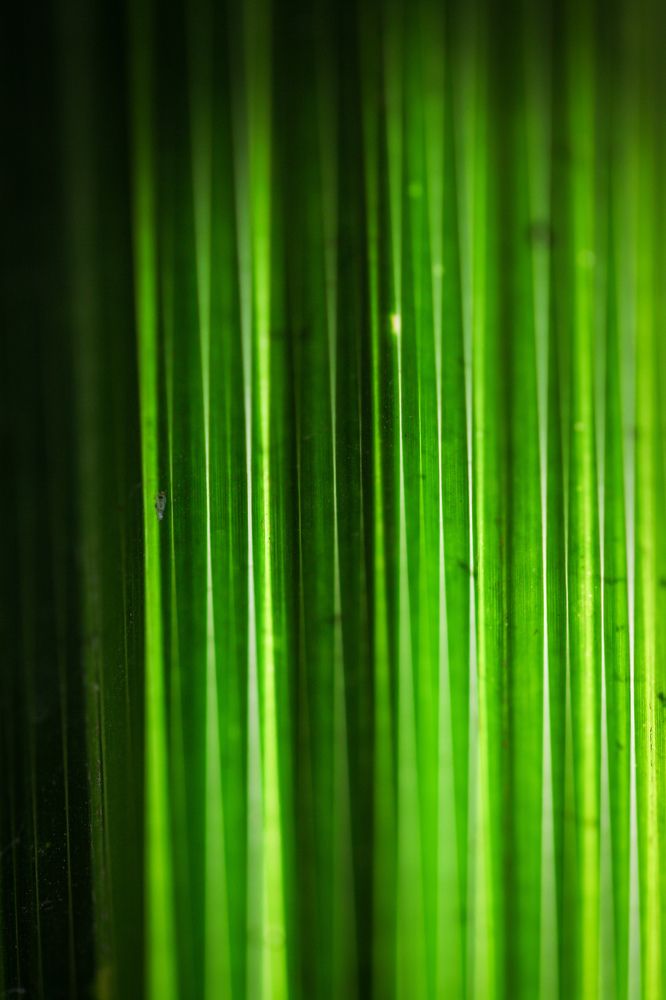 Photograph by Behnam Lohrasebi