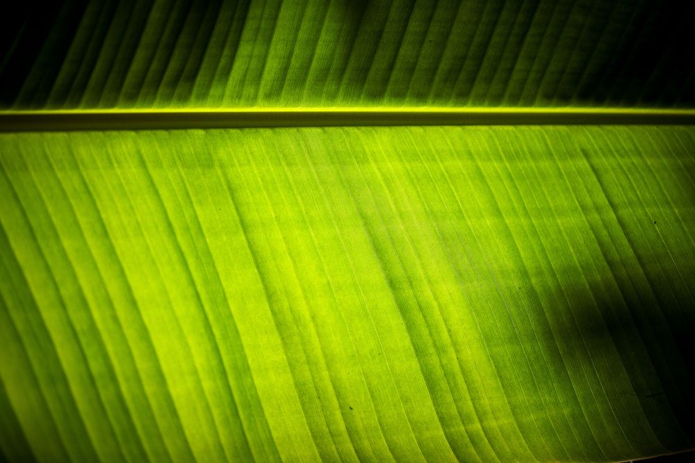 Photograph by Behnam Lohrasebi