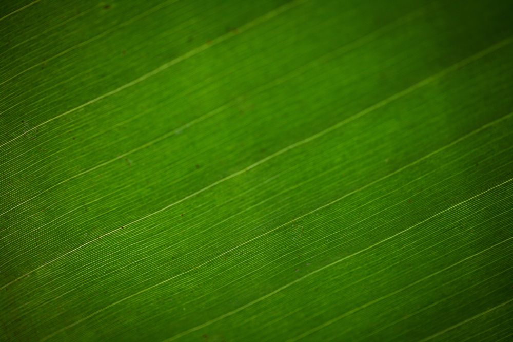 Photograph by Behnam Lohrasebi