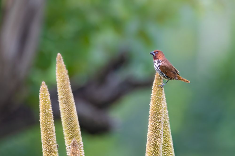 Photograph by Sandip Patel