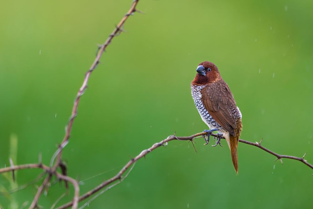 Photograph by Sandip Patel