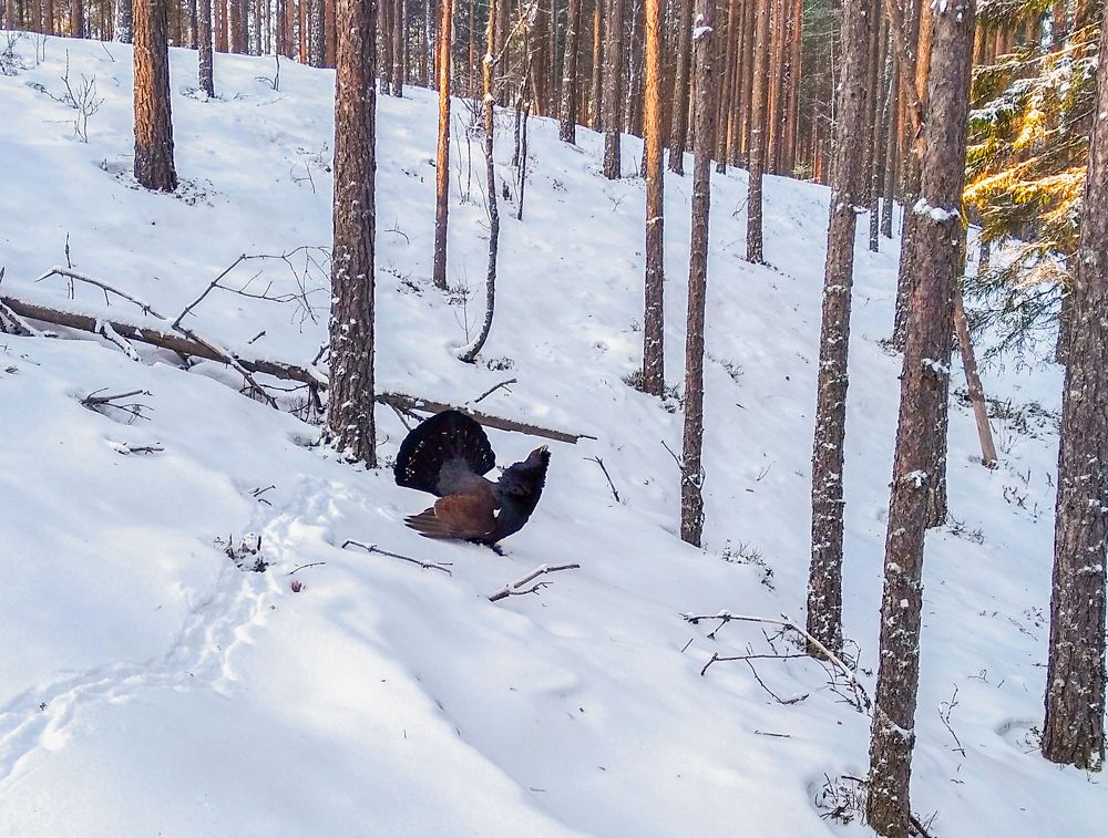 Photograph by Савчук Сергей