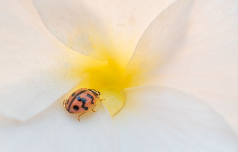 Photograph by Ramya Roy