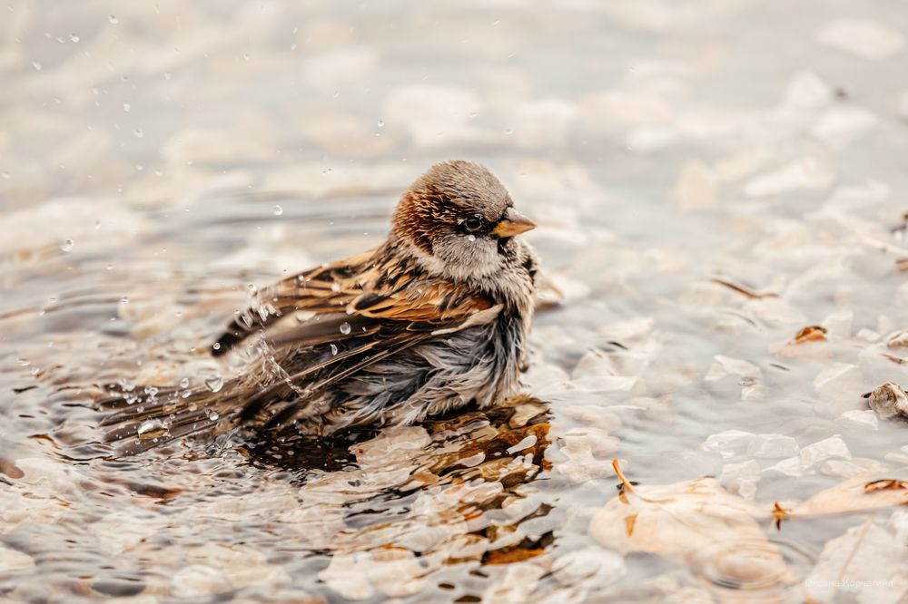 Photograph by Корчагина Оксана