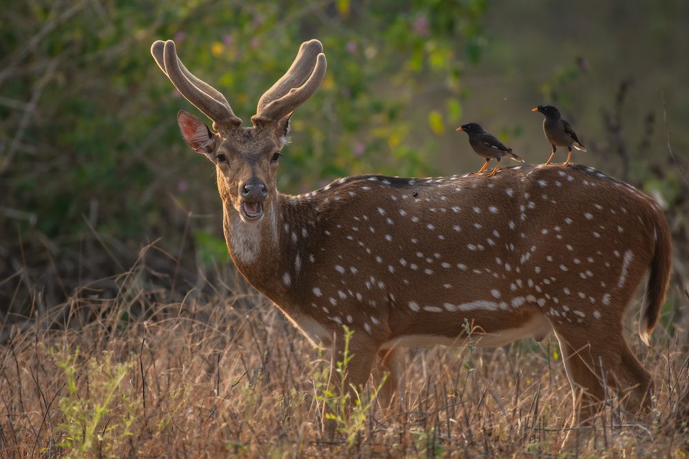 Photograph by Arnold judson Samuel